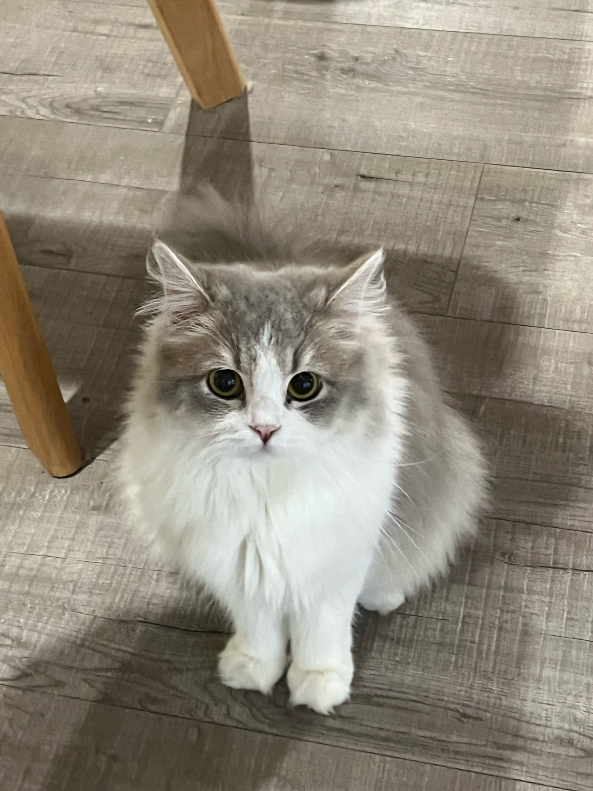 国产男女无遮挡猛烈免费视频,人妻互换免费中文字幕不卡av,自拍视频在线观看完整版