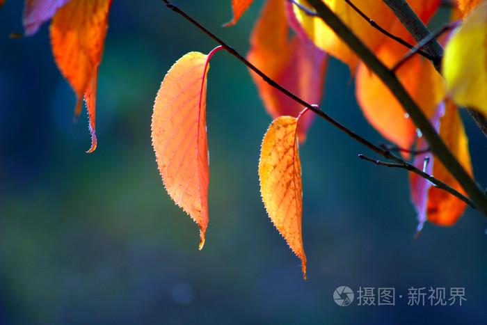 亚洲免费一区二区最近国语,一级特大黄片播放视频,99人中文字幕亚洲区三
